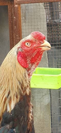 Qandhari
