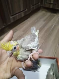 cocktail chicks for hand tame available