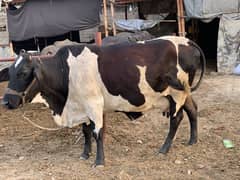 Cow for qurbani