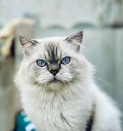 MALE CAT