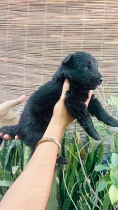 HIGH QUALITY black GSD PUPPIES AVAILABLE