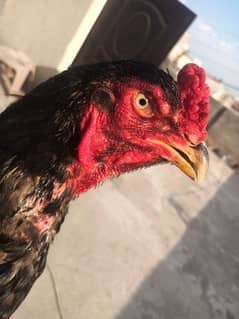 aseel nawab blood line for sale