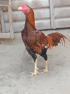03082562402