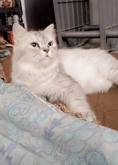 long