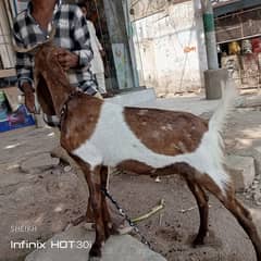 khassi bakra jori
