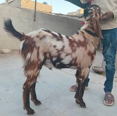 qurbani 2025 k 3 bakry 2 dant k. 45000 each. only Whatsapp 03112121652