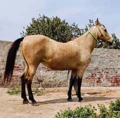 pure ravi breed hight 62
