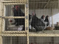 Bantam eggs fertile