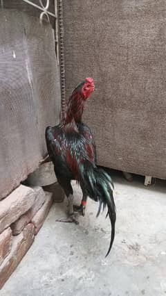 pure waitnami  male age 1 year