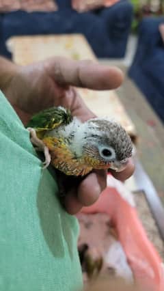 Red Cheek Conure Baby Handfeed