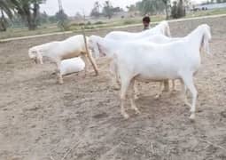 desi Bakre rajanpuri Gulabi for sale
