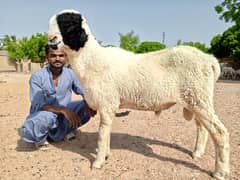 mundra ablack gulabi dumba