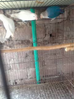 Albino Love Birds Breeder Pairs Whatsapp 03327401071