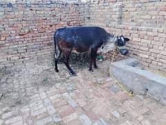 qurbani