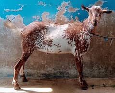 Beautiful goat