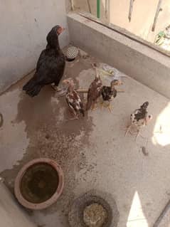 best aseel mian wale breed
