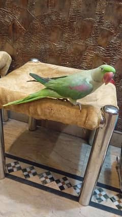 female 4 year male 2 year ki ha
