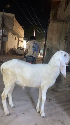 Dhumbe