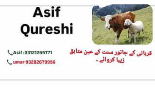 قربانی کے جانور سنت کے عین متابق زیبا کروائے ۔