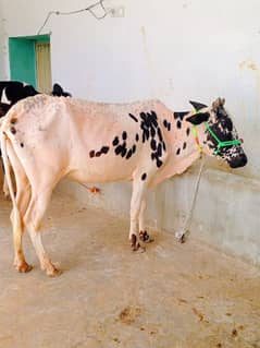 cow