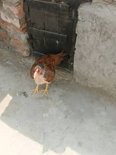 ,,,,,,,,