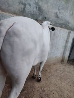 Fateh jangi bull and dhumba for