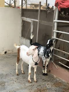 2 dant pure khassi barbari or abluk tapra bakre