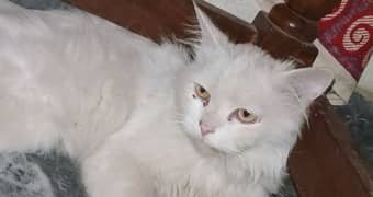 Triple Coat Persian (Male) Doll Face