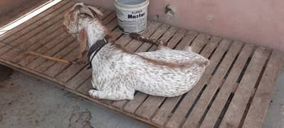 makhi