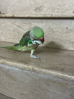 Raw parrot