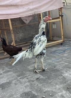 aseel hens pair