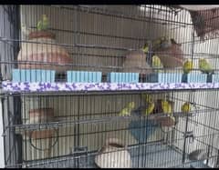 Australian parrot