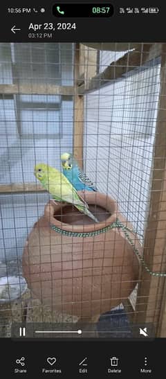 6 pair astaliyn parrot with cage