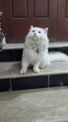 Blue eyes male tripple coat cat