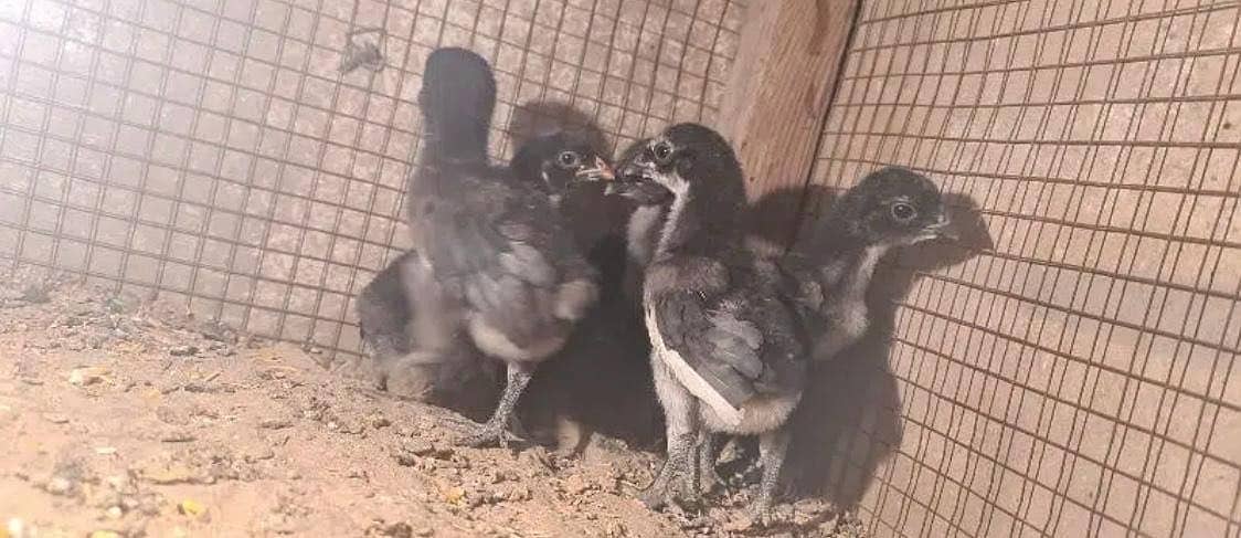 Chicks | Heera | Thai | Dragon | Shamoo | Shamo  | Hera | Qadri Birds 11