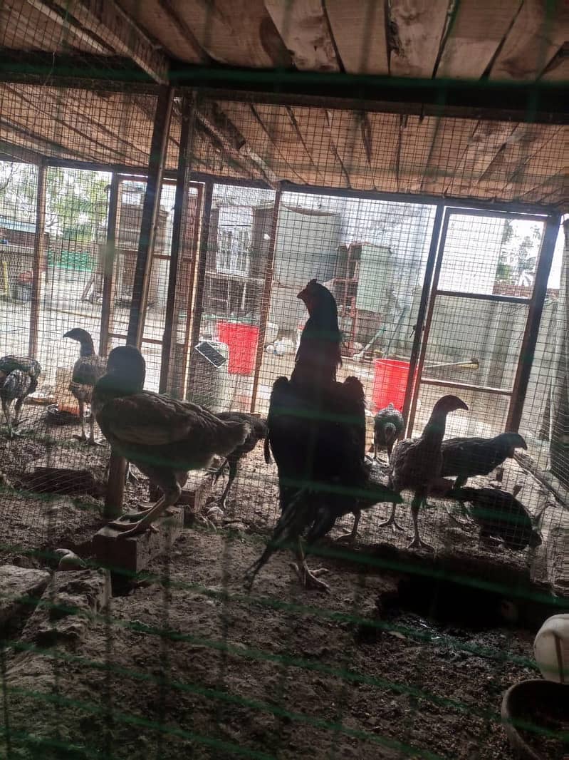 Chicks | Heera | Thai | Dragon | Shamoo | Shamo  | Hera | Qadri Birds 14