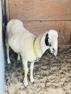 sheep