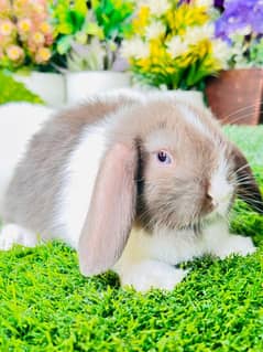 Fancy Rabbit bunnies for sale