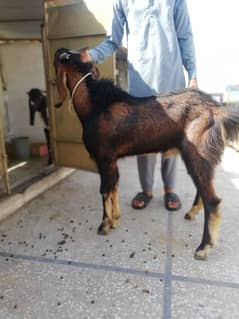 Bakra