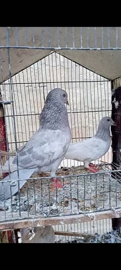 high quality birds