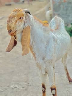 pure makhi cheena bakra for qurbani