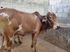 شاندار قربانی کے لیے تیار بچڑا برائے فروخت!