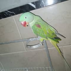raw kashmiri male love bird cocktail