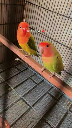 Love