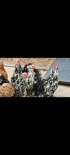 moulted milli flower | bantam | milli flower | fancy chick | fancy hen