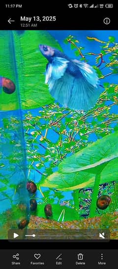 Betta fish
