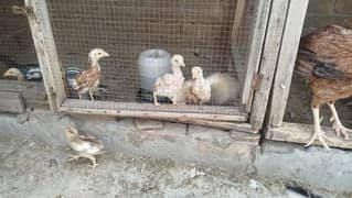 1.5 month aseel chicks for sale