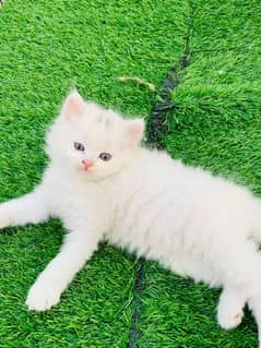 Persian kittens