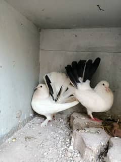 Lackay Kabotar