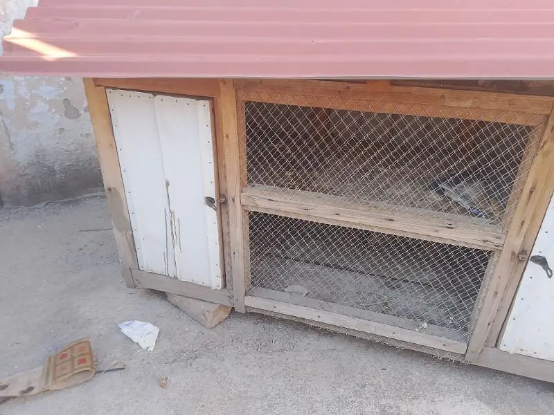large cage for hen and pigeons — photo 3